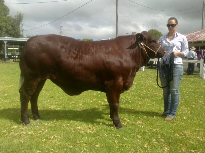 Steers & Commercial Cattle
